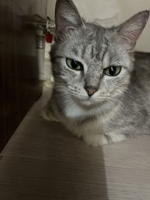 Отдам кошечку в добрые руки