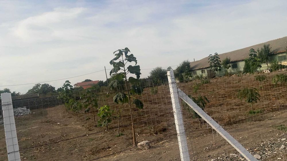 Teren Intravilan De Vanzare 2 Mai (7000 m2)