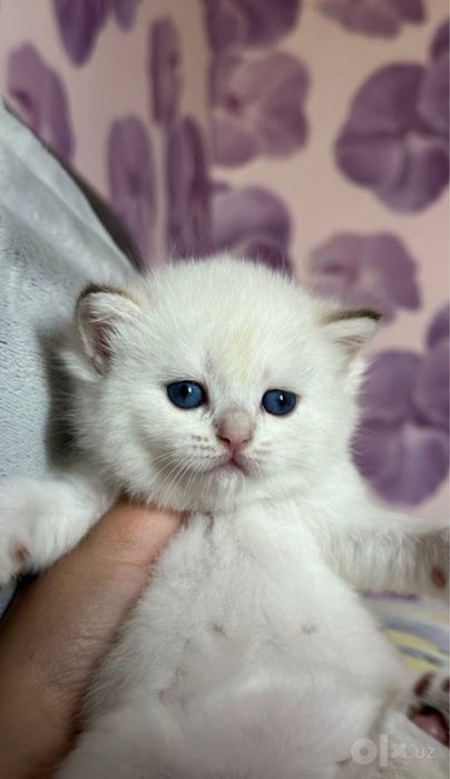 На продаже золотый шиншиллы