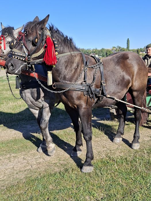 Manz de doi ani de vanzare