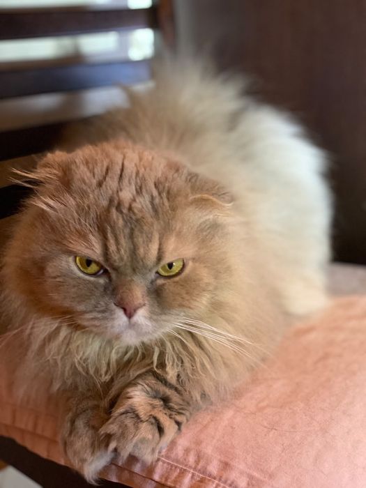 Отдам кота в хорошие руки
