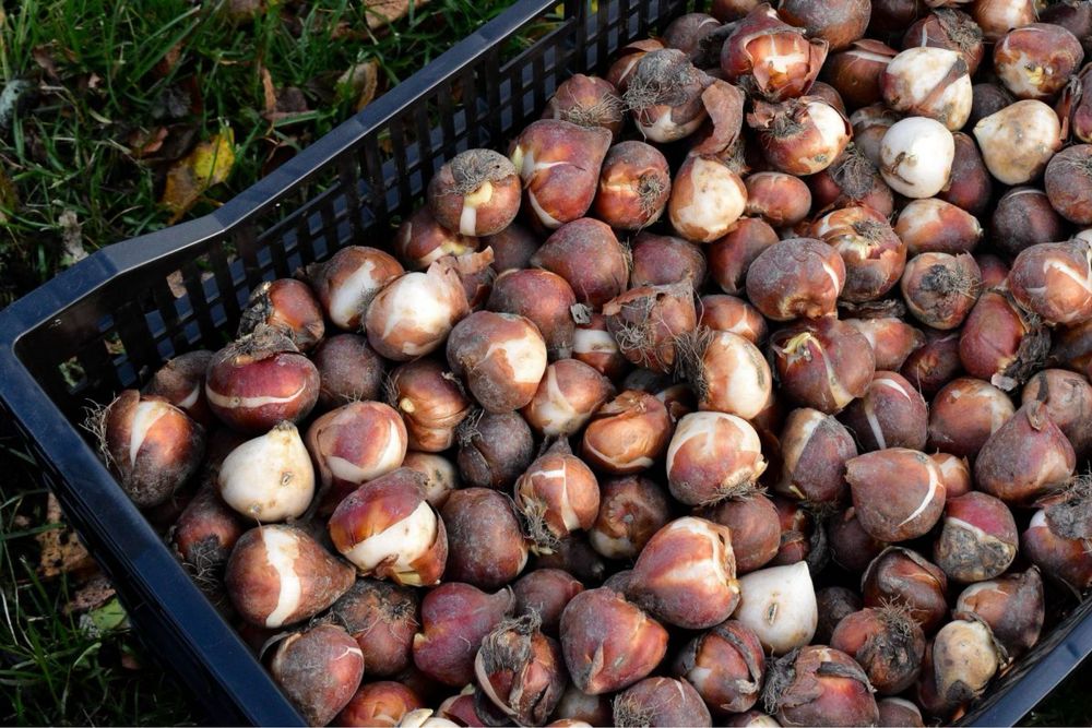 Луковицы голландских тюльпанов