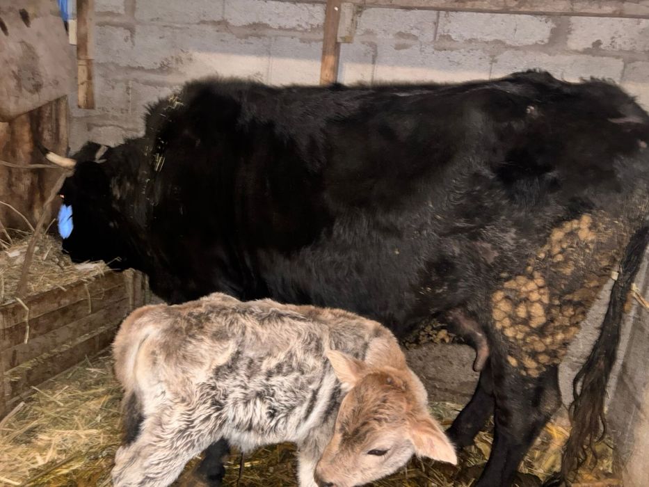 Сауын сиыр бұзаулы