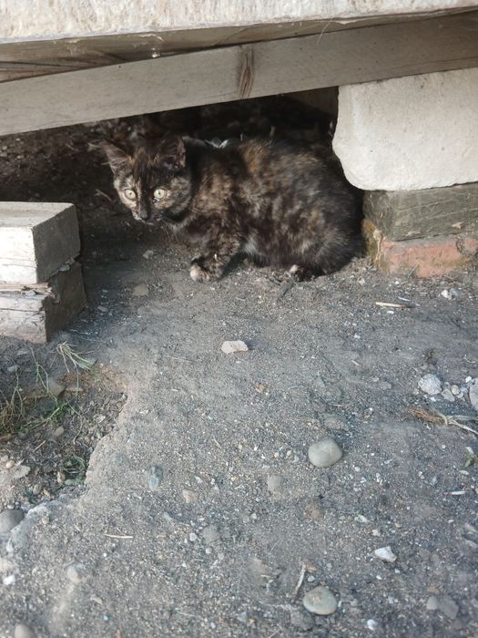 Отдам     котят.
