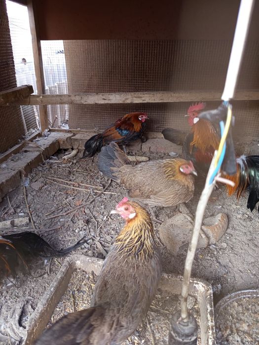 Продам срочно курей петухов