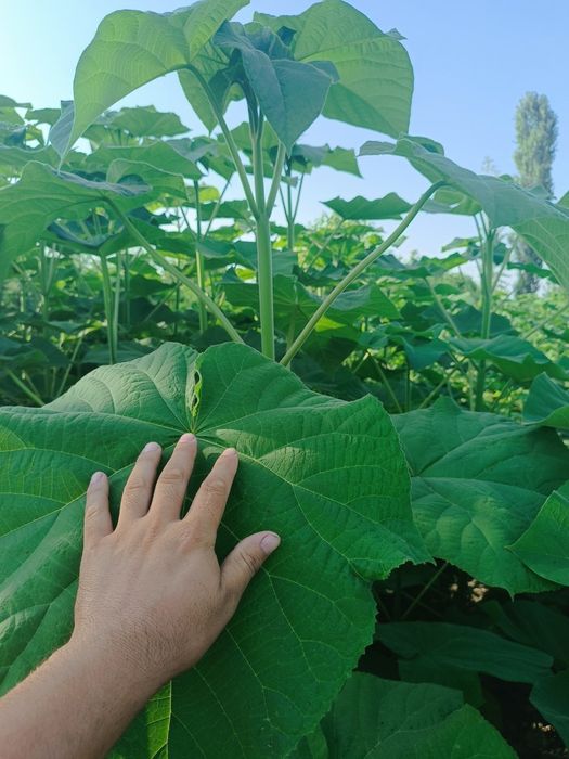 Pavloniya nixolllari sotiladi Juda arzon narxlarda