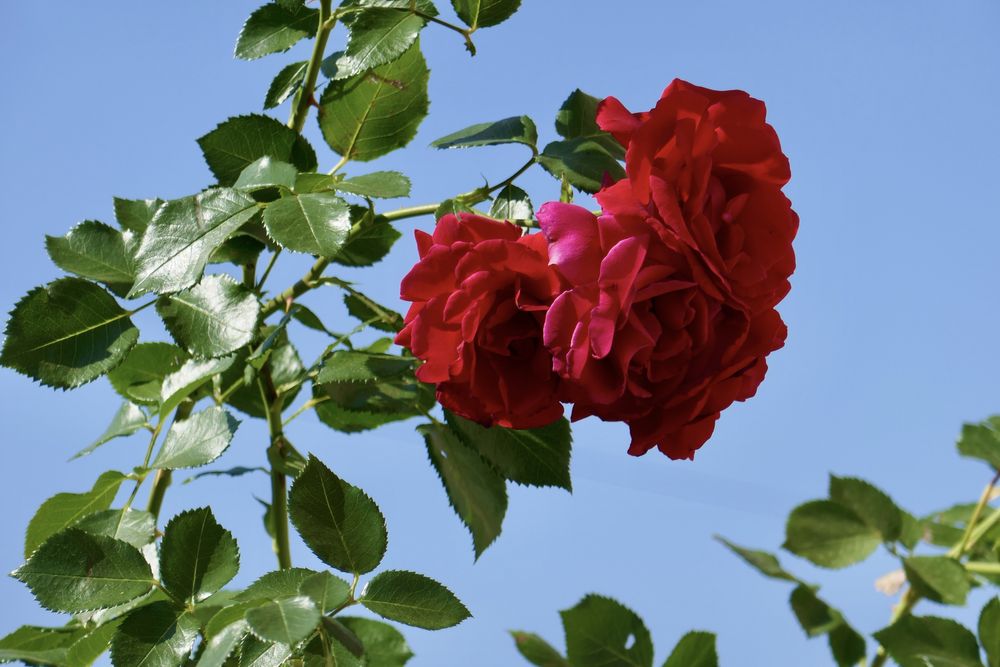 Panasonic Lumix TZ101