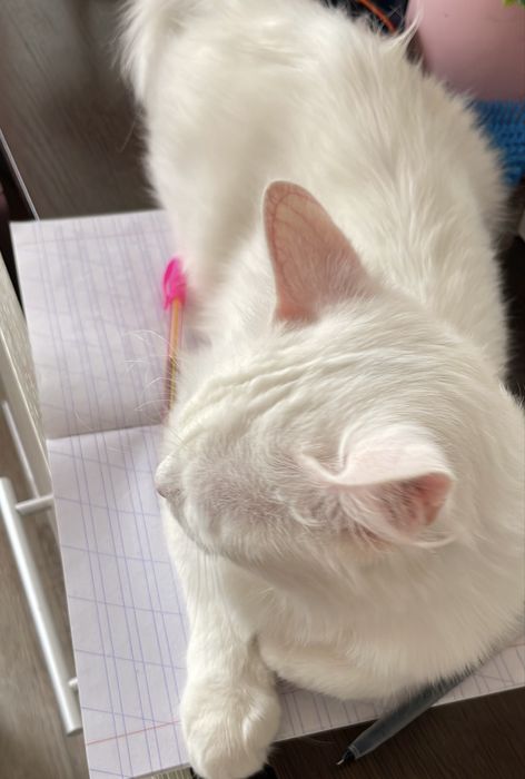 хороший котик в добрые руки