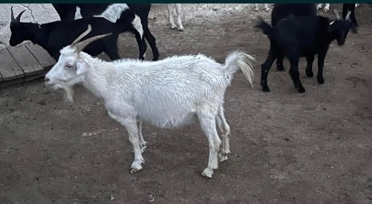 Козы сатылады лактарымен