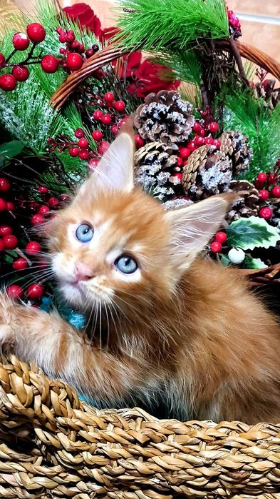 Шикарные представители Породы МЕЙН Кун