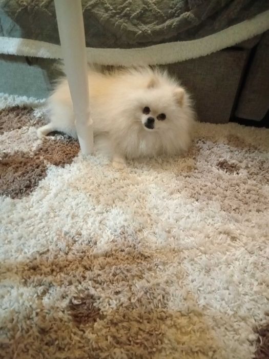 Мальчик шпиц для вязки