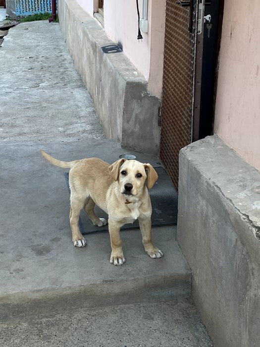 Labrador Retriver