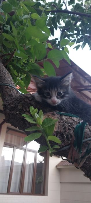 Mushuk va bolalar