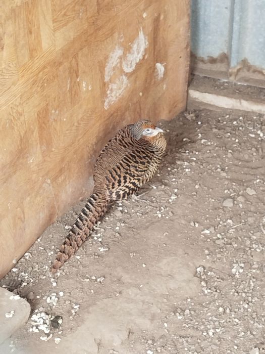 Фазан Алмазный самка