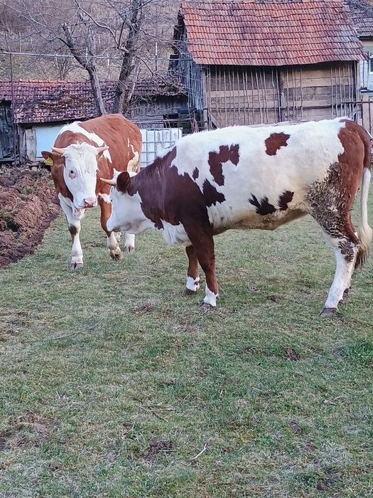 Vând vacă la prima fătare cu vițel de 6 săptămâni