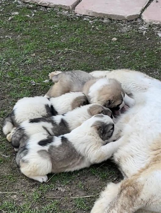 Тобет күшіктер. Алабай. Щенки.