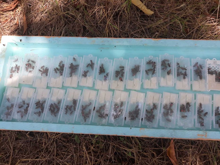 Пчелни майки, отводки и кошери по програмите 2025