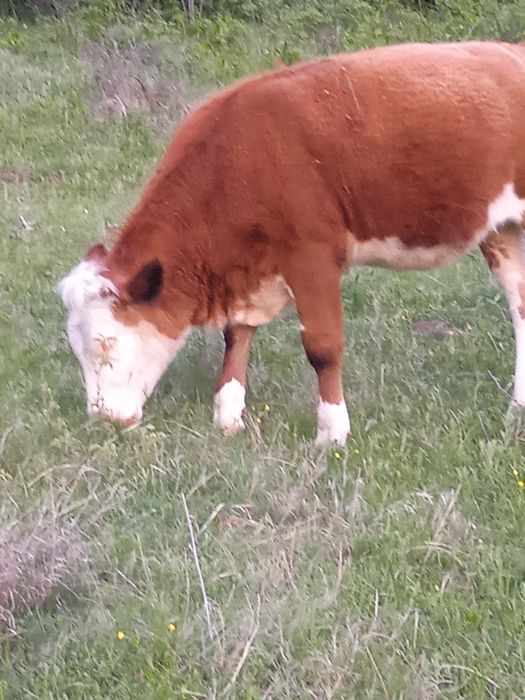 Vând vițică tânără foarte blândă