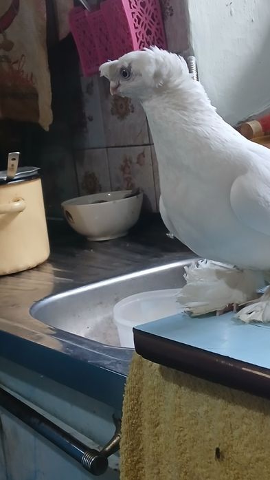 Продается Голубка гульбадамка