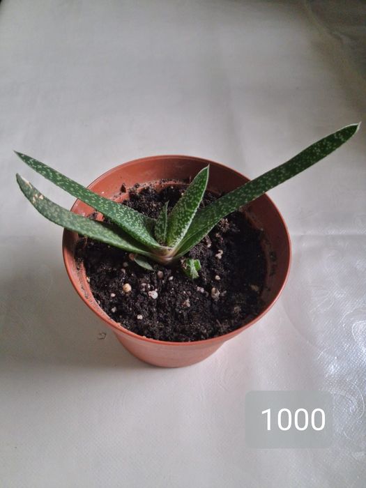 Продам комнатные растения