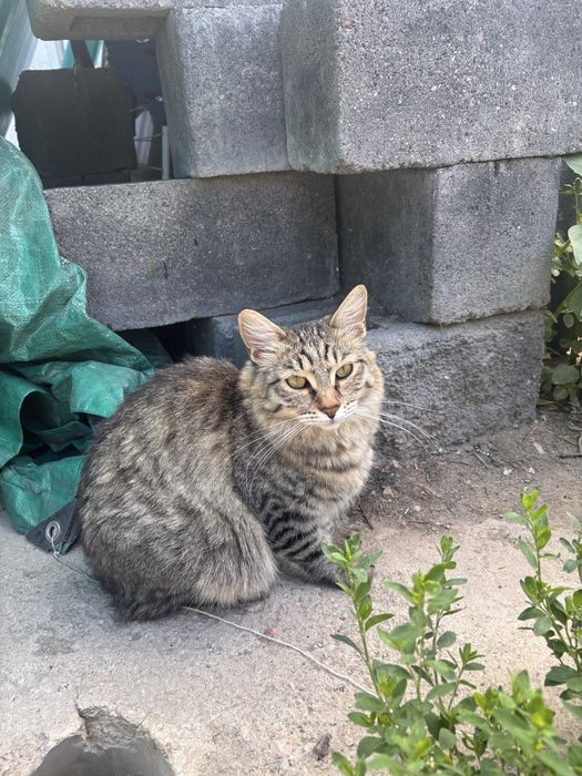 Барсику нужен дом