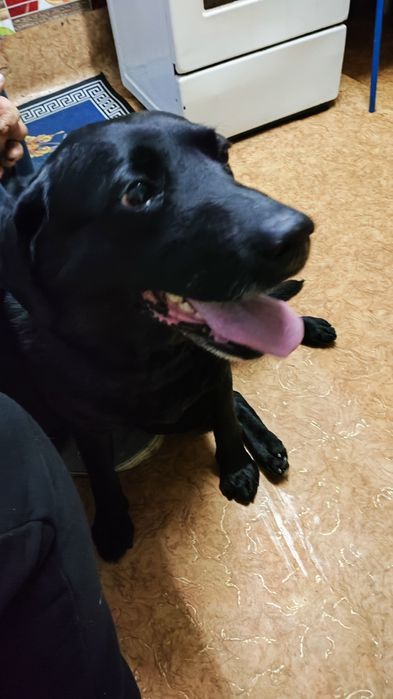 Нашлась собака черный лабрадор