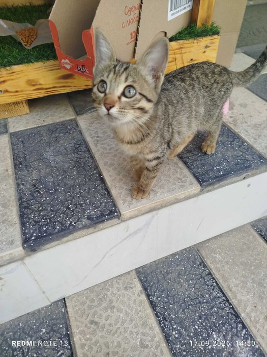 Отдадим котят,добрым и порядочным людям