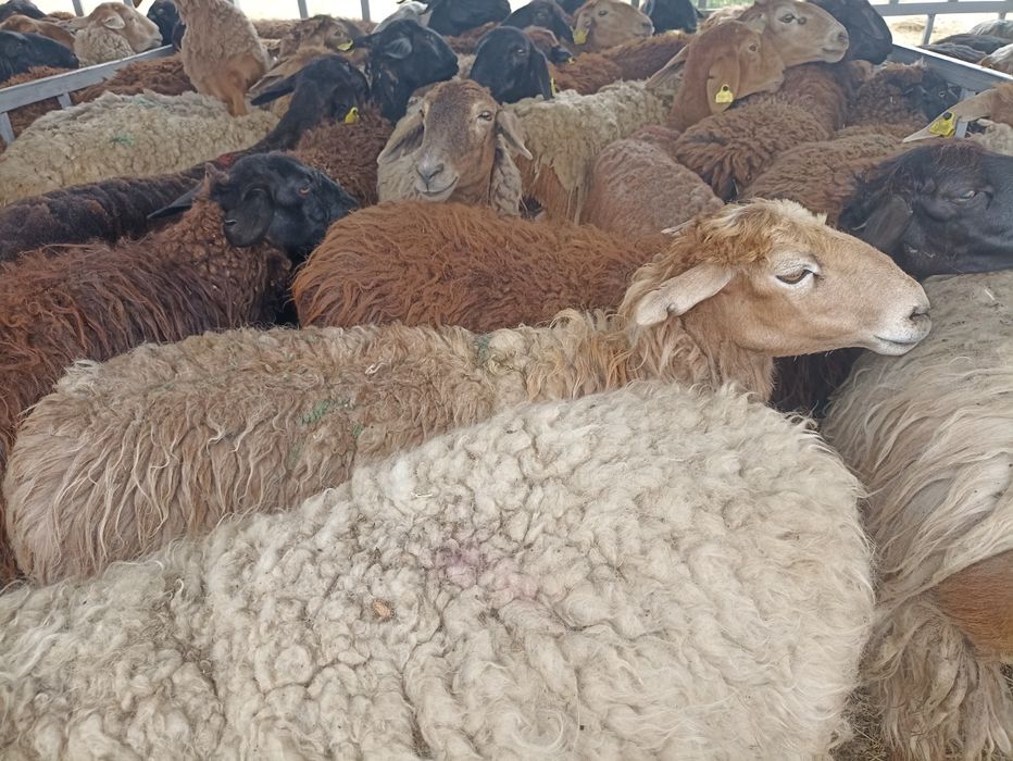 Кой,қой,токты,сек