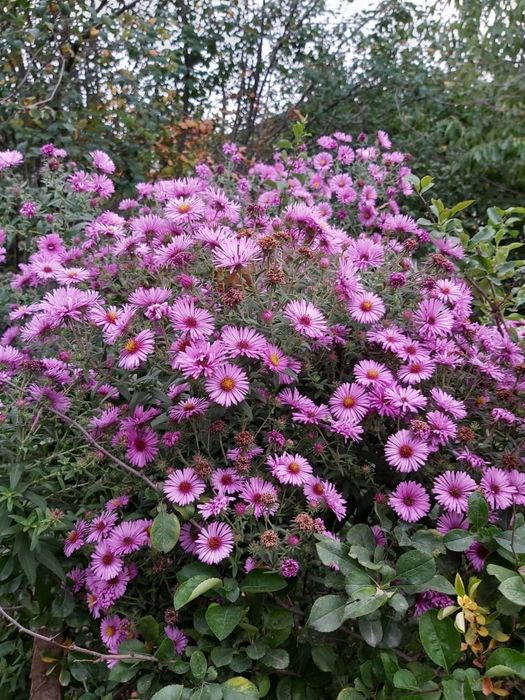 Сентябринки саженцы