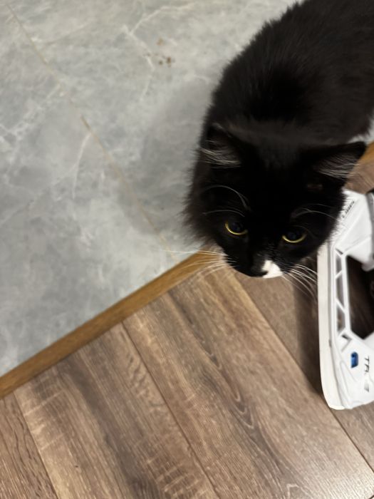 Отдам кота в добрые руки