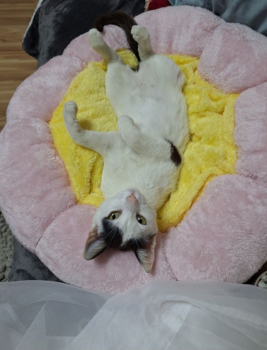Pet sitting pisici