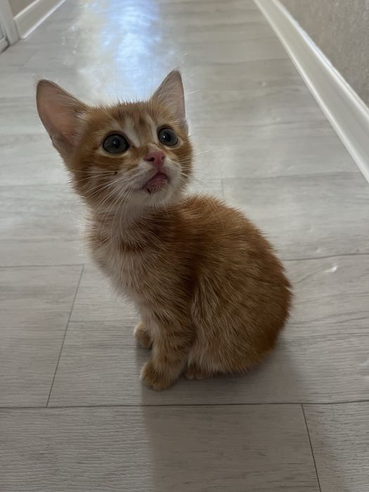 Котенок, девочка