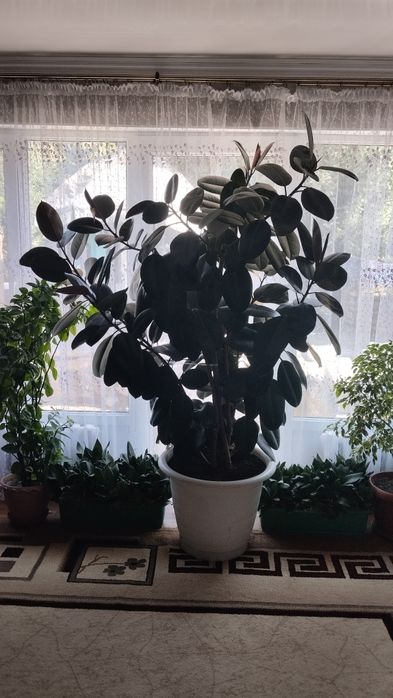 Цветок фикус можно в офис а можно и в дом