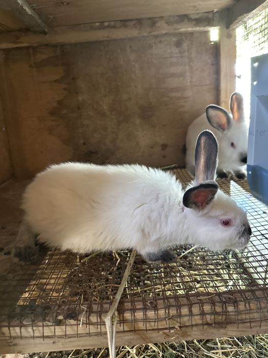 Kaliforniya Quyon bolalari sotiladi  75.dan boshlab  bor yoshiga qarab