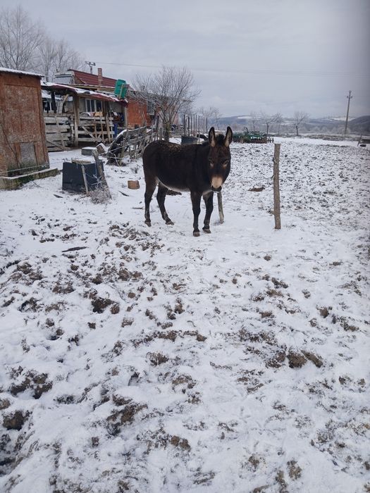 Vând magarite cu lapte
