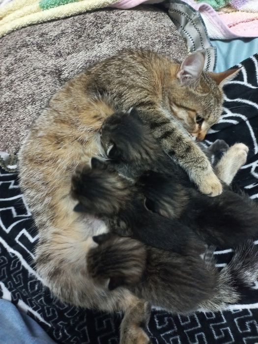 Отдам красивых котят