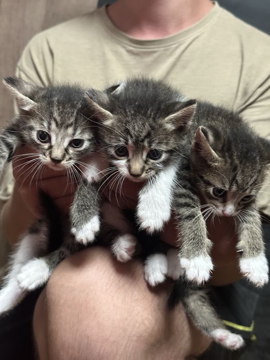 Pisici spre adopție