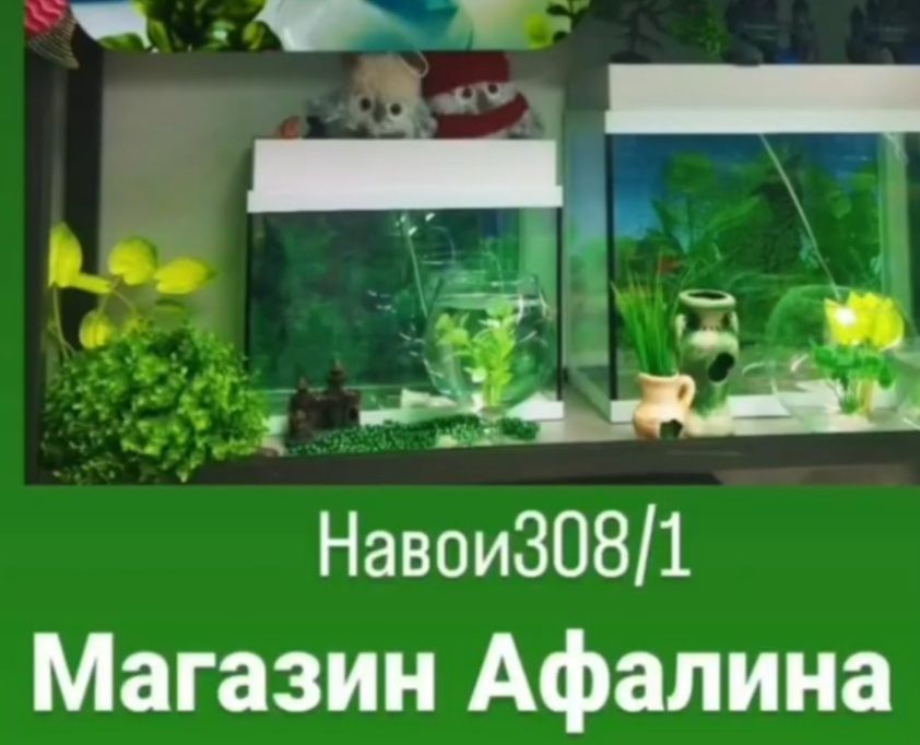 Аквариумные рыбки (орбита)
