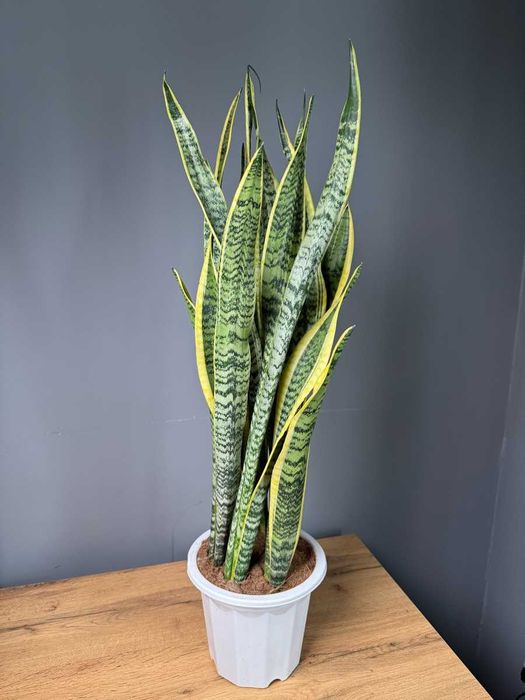 Комнатные декоративно лиственные растения