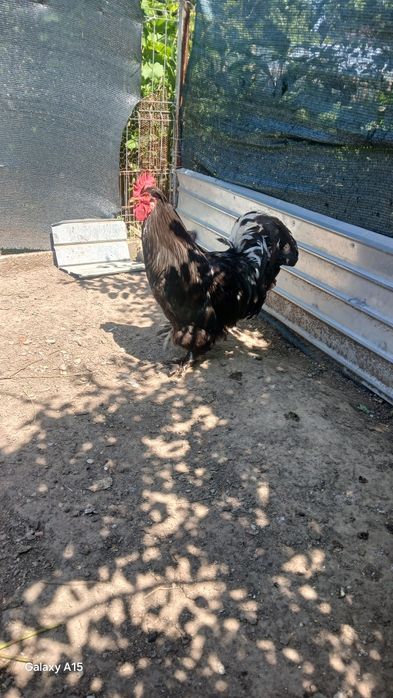 Cocos de vânzare an com Schitu GRECI lapretul de 120negociabil prețul de 120