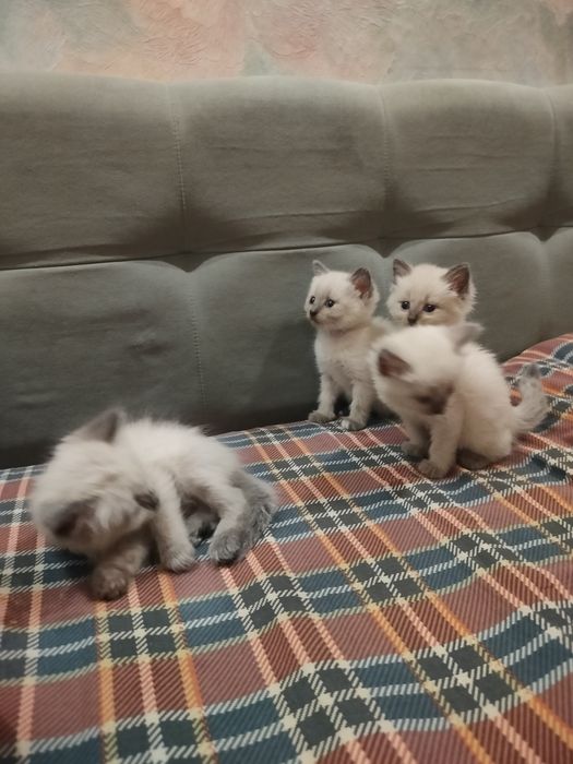 Сиамские котята.