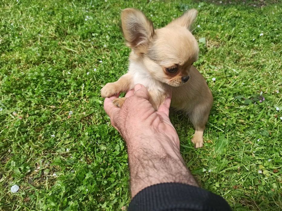 Продавам мини чихуахуа