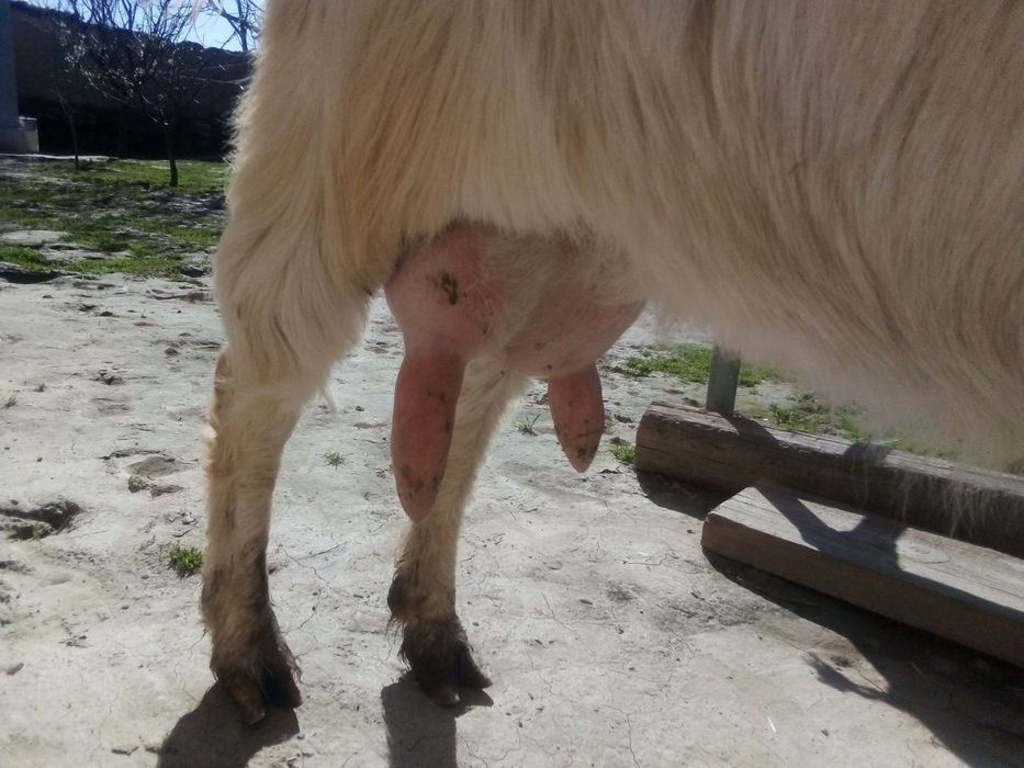 Eshki sogladi 2 litr sut beradi 2 ta erkak bolasi bor yaxshi