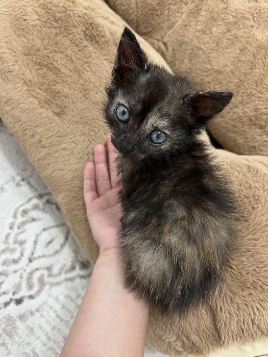 Бесплатно отдам кошку