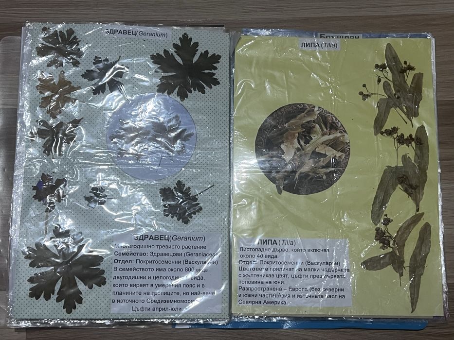 Хербарий 7 клас по Биология