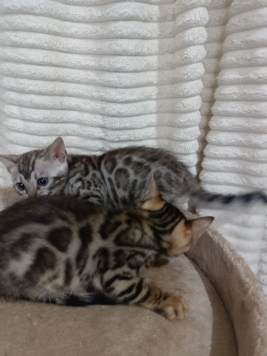 Чистокровные бенгальские котята девочки