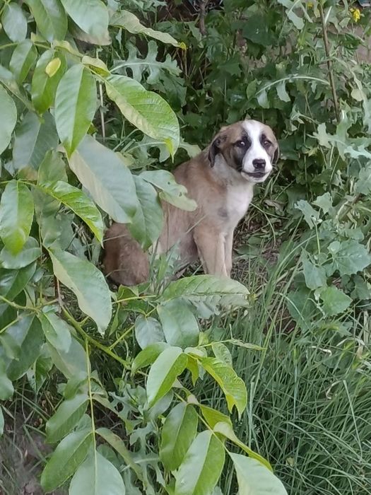 Щенята в хорошие руки