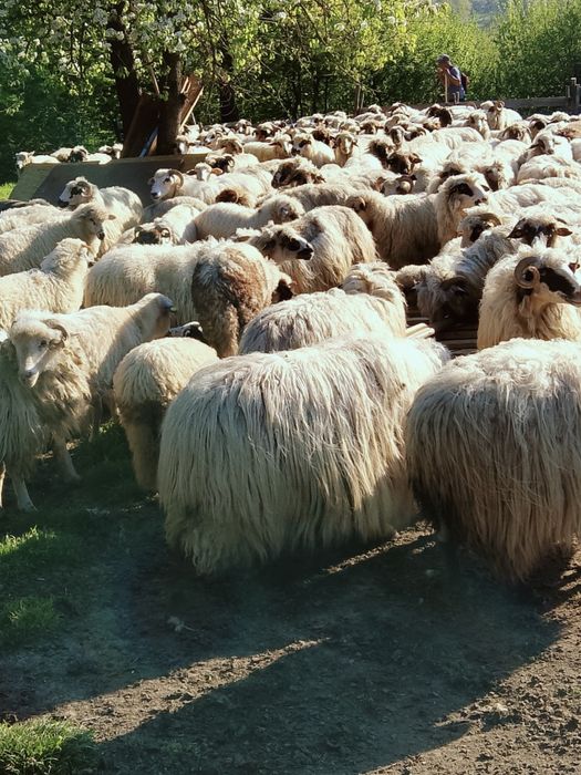 Vînd oi 100 de bucăți