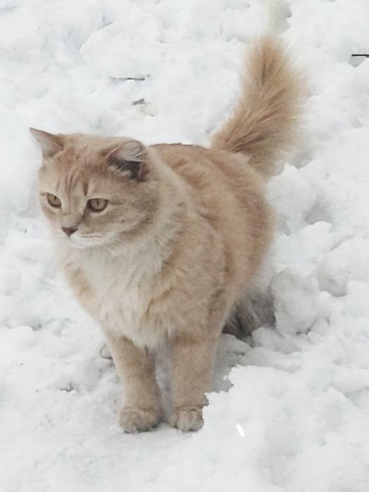 Отдам в хорошие руки
