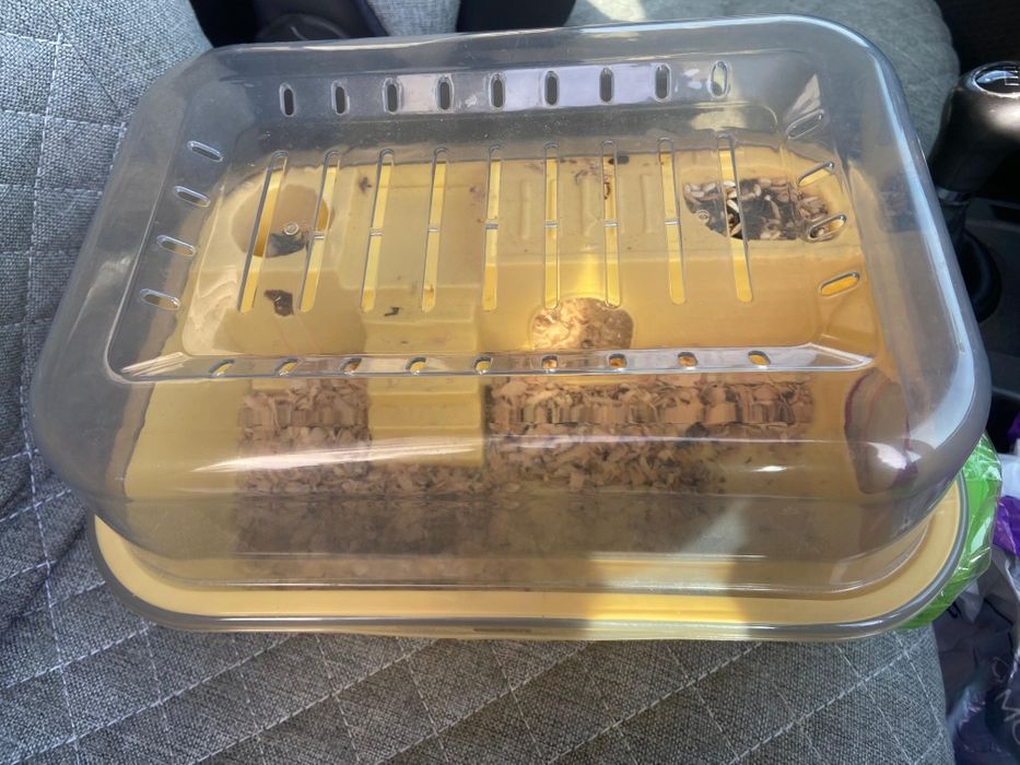 Даром хомяков отдам